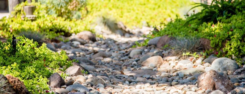 Drought Plants and Dry River Bed